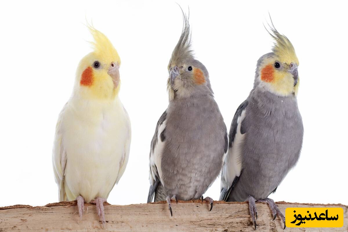 پرنده