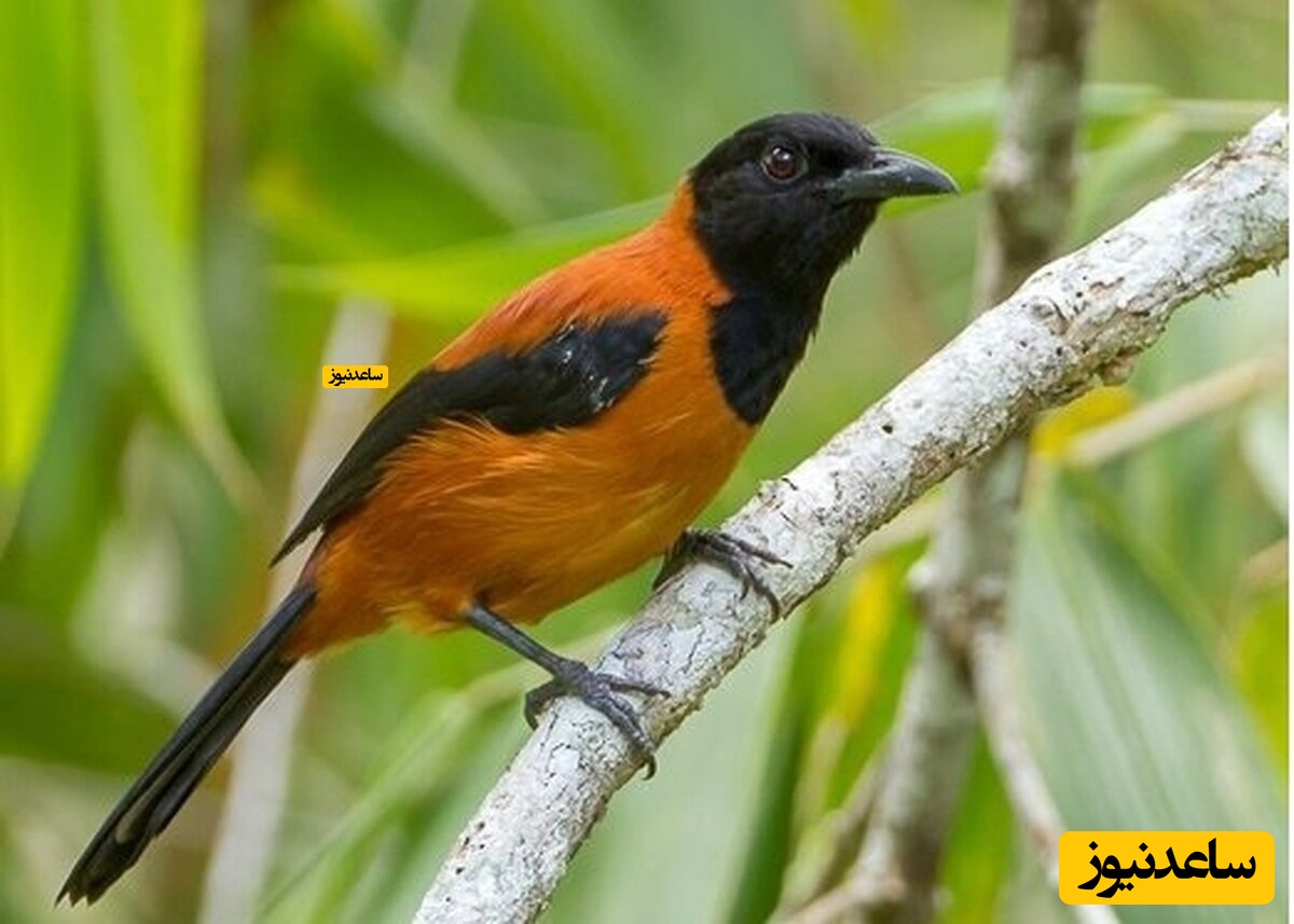 بی‌حس شدن دست‌ها پس از نوازش این موجود ظریف!