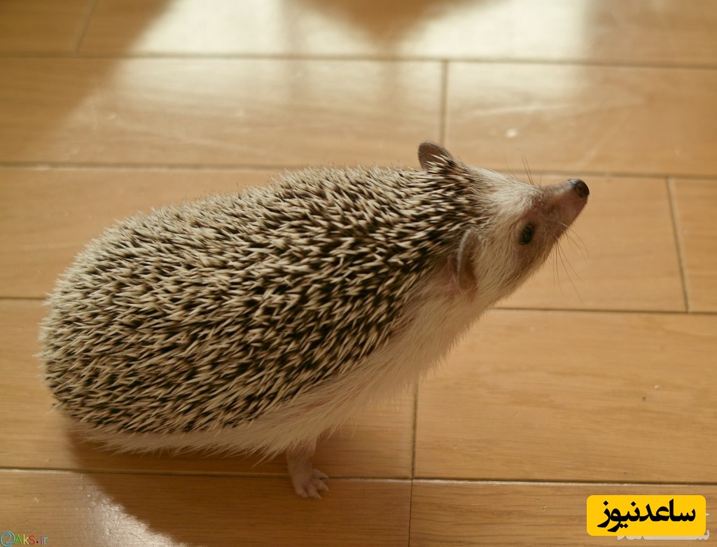 دیدن جوجه تیغی در خواب چه تعبیری دارد؟ / تعبیر خواب جوجه تیغی