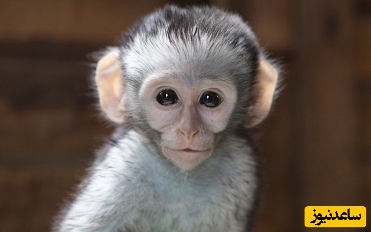 فیلمی عجیب و باورنکردنی از احیای قلبی یک میمون توسط همنوع اش بعد از برق گرفتگی