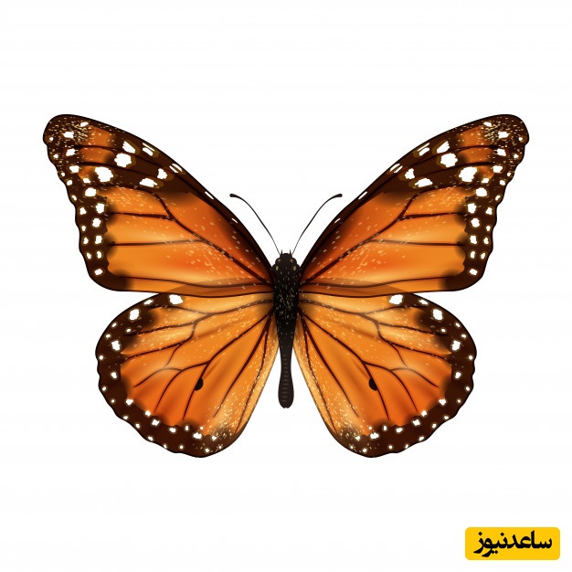 معمای تصویری: فقط 3 درصد افراد می‌توانند زیر 13 ثانیه پروانه را پیدا کنند! شما چطور؟