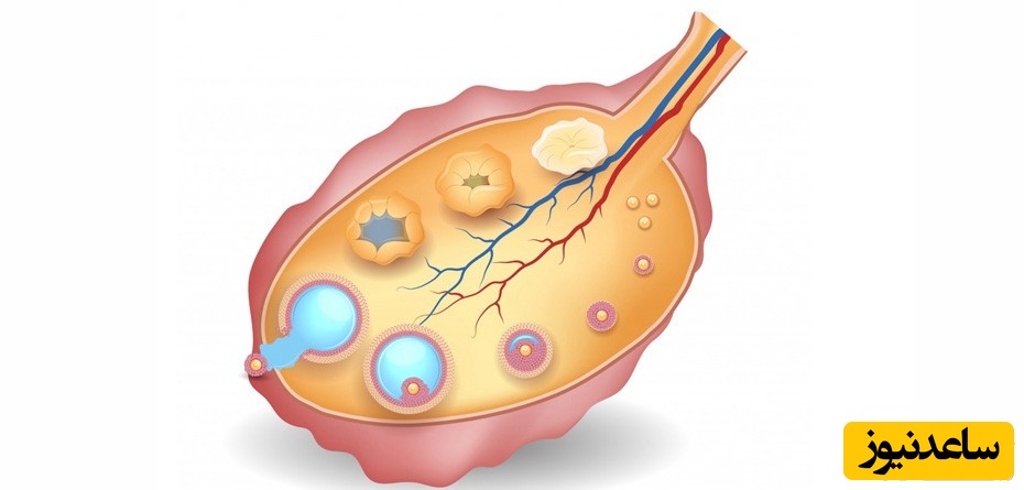 فولیکول یا تخمک؟ حقیقتی که هر زن باید بداند