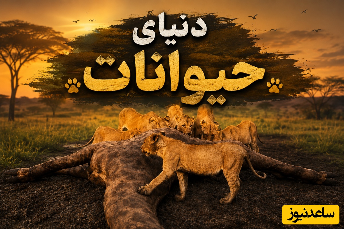 (ویدیو) مستند حیات وحش/ رازبقا، این داستان: جشن شکار در حیات وحش؛ گله شیرها بر سر لاشه زرافه