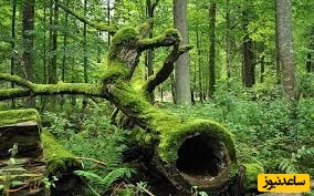 معرفی جنگل آمازون یکی از شگفتی های جهان/ سفر به قلب رازآلود زمین+ عکس