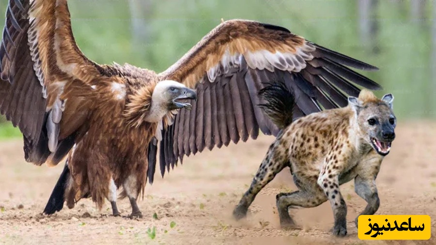 (ویدئو) مستند حیات وحش، راز بقا؛ حمله وحشیانه کفتار به کرکس بر سر تصاحب لاشه یک حیوان