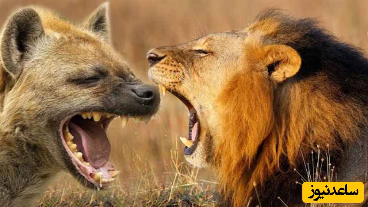 حیات وحش ؛ مستند حیات وحش حیوانات / وقتی «شیرها» به «کفتارها» درس شکار کردن می دهند!