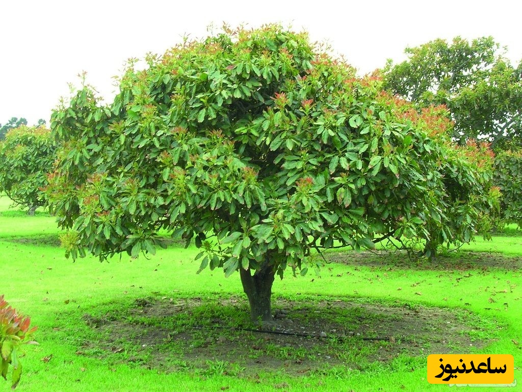 ازدواج بیش از 70 زن با درختان شهر خود
