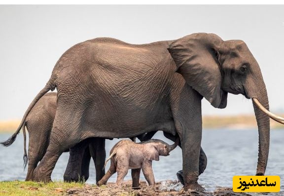 (ویدئو) حیات وحش ؛ مستند حیات وحش حیوانات / تلاش احساسی فیل مادر برای سرپا نگه داشتن بچه تازه متولد شده اش🐘🌿