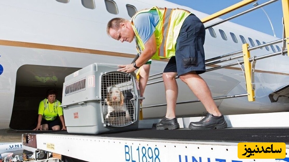 ارسال حیوان خانگی به خارج از کشور