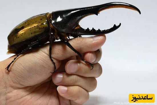 ببینید| گرانبهاترین سوسک دنیا با صدای عجیب و بالهای طلایی/ حیوون خانگی فقط همین و بس! نیازی به گردش در پارک هم نداره