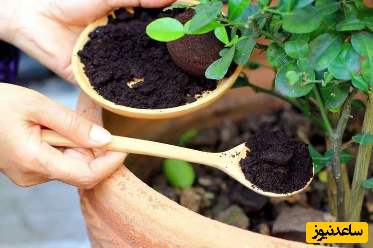 آموزش ساخت کود با تفاله چای؛ یک روش ساده و خانگی برای گیاهان شاداب