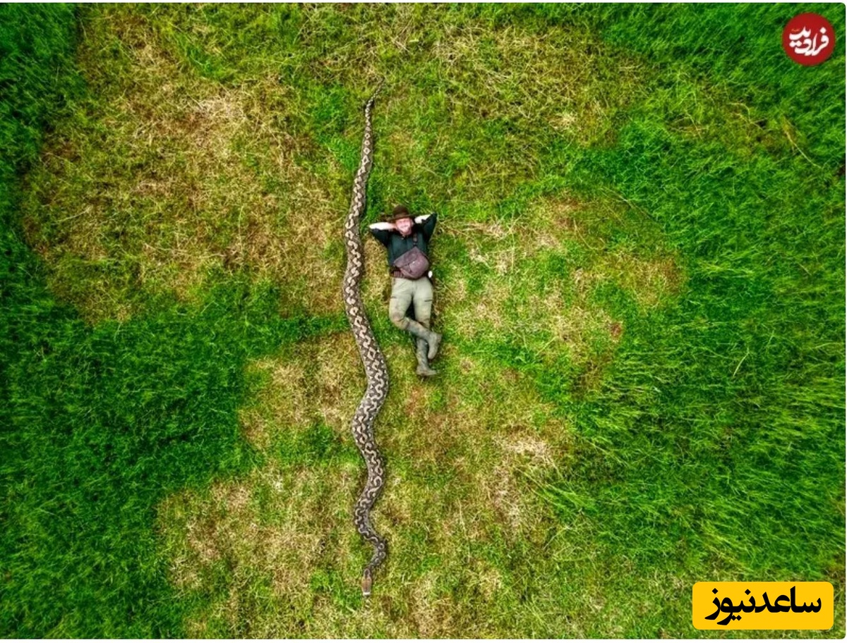 رادو فرنتیوی عکاس مار غولپیکر ایبو بارون را مستندسازی، وزنکشی و اندازهگیری کرد. برای گرفتن این عکس که خود او را در کنار ایبو بارون نشان میدهد، بهدلیل اندازه بسیار بزرگ مار، از پهپاد استفاده شد تا دید بهتری فراهم شود