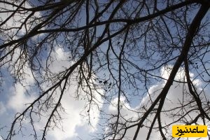 دیدن شاخه در خواب چه تعبیری دارد؟/ تعبیر خواب شاخه