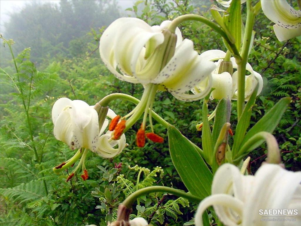 Lilium ledebourii (Sousan-e Chehel Cheraagh)