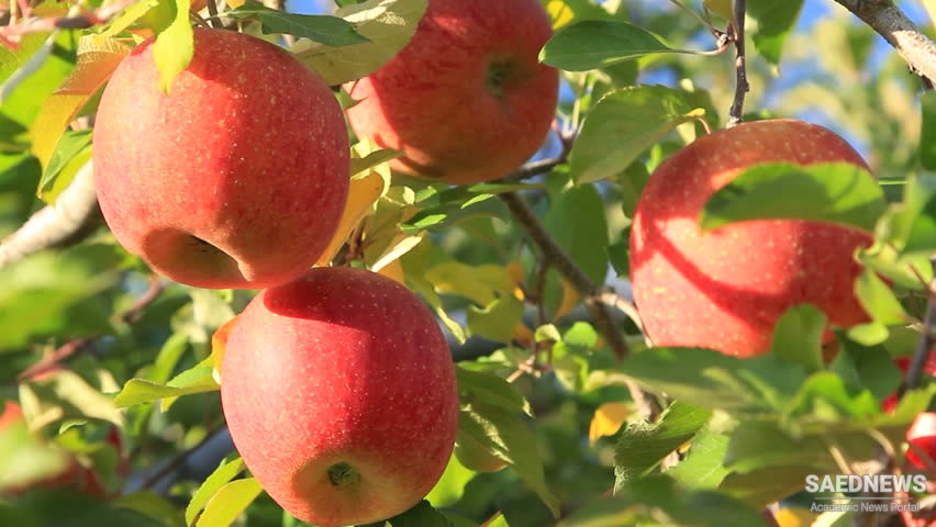 Apple Orchards of West Azerbaijan Iran (video)