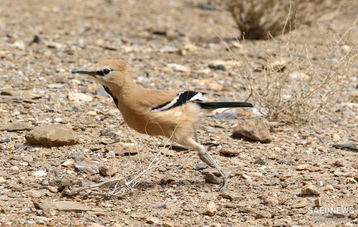 Podoces pleskei, a Brilliant Bird Species in Iran