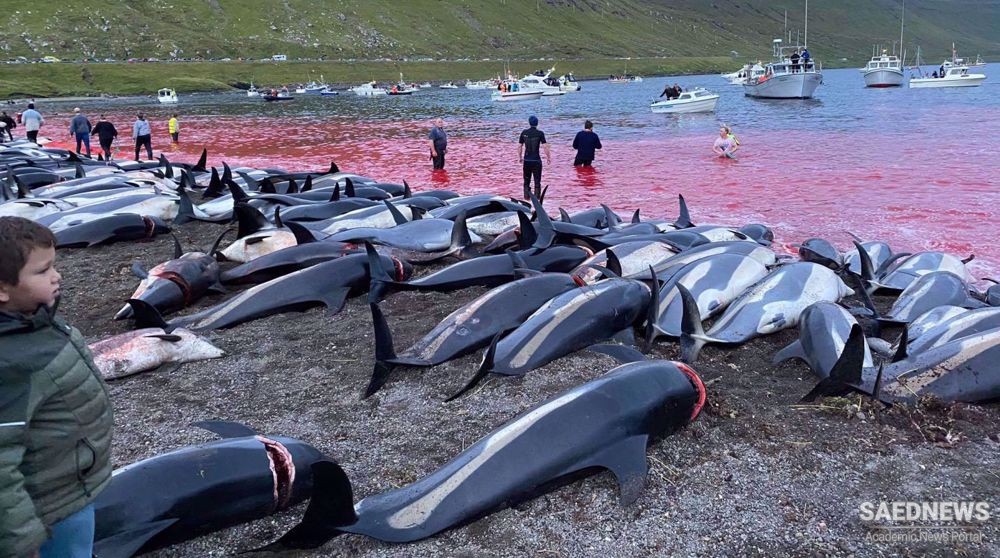 Over 1,400 dolphins killed in Faroe Islands in one day, sparking widespread condemnation