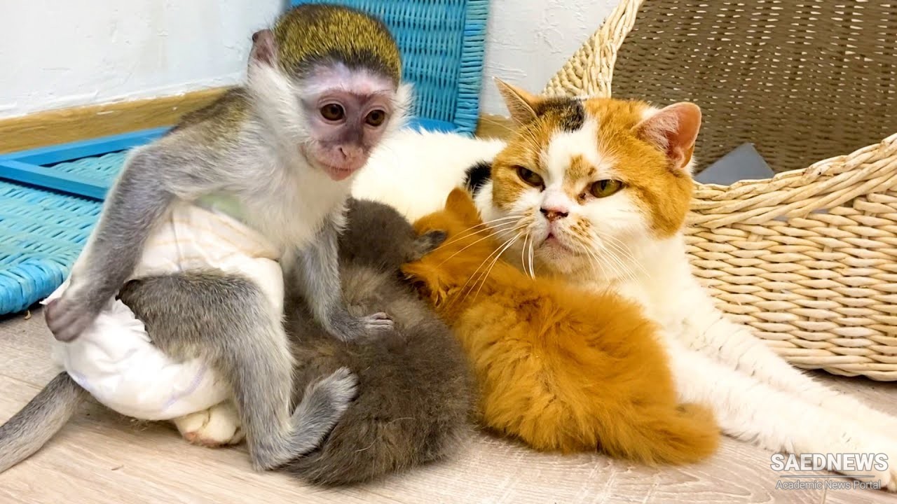 Monkey Takes Care of a Cat and Her Kittens