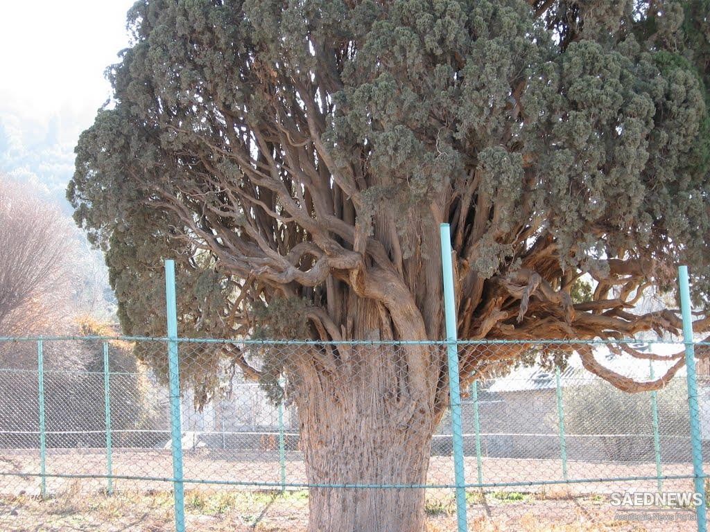 Herzl Cypress, Manjil, Guilan Province, North Iran