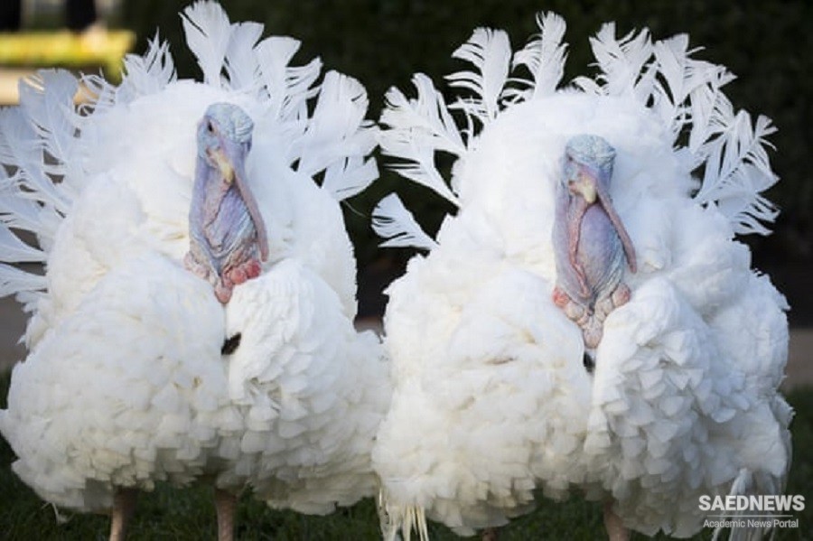 ‘Indiana’s new power couple’: Biden pardons Thanksgiving turkeys Peanut Butter and Jelly