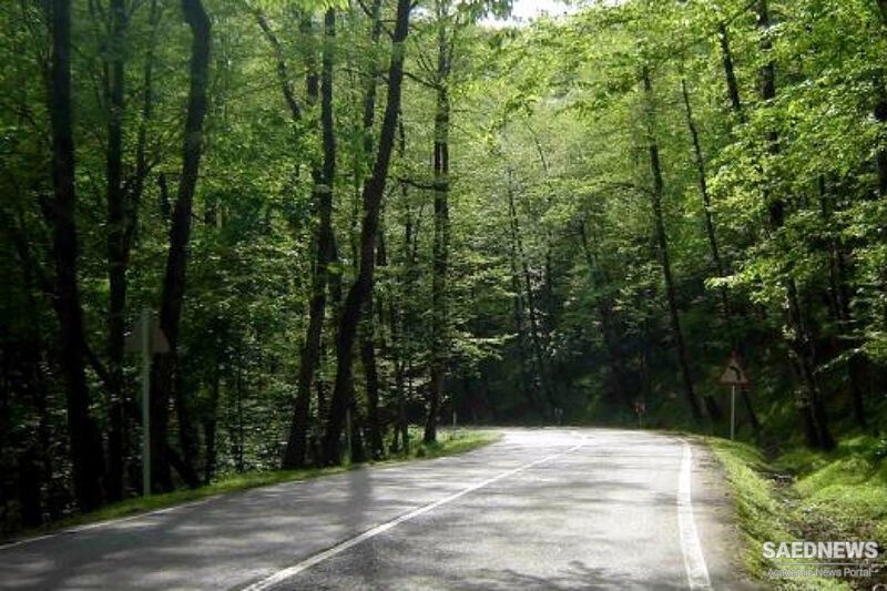 Dalkhani Forest of Mazandaran