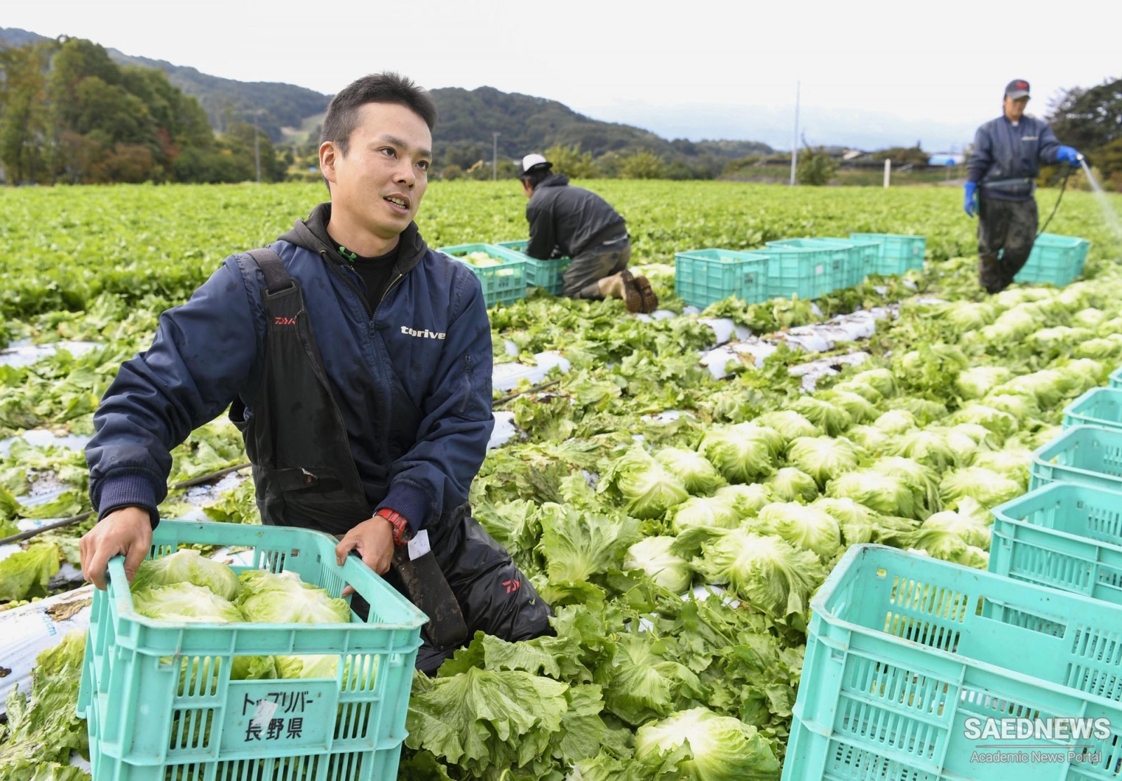 Japanese Beauty Shines Even in Lettuce Farm