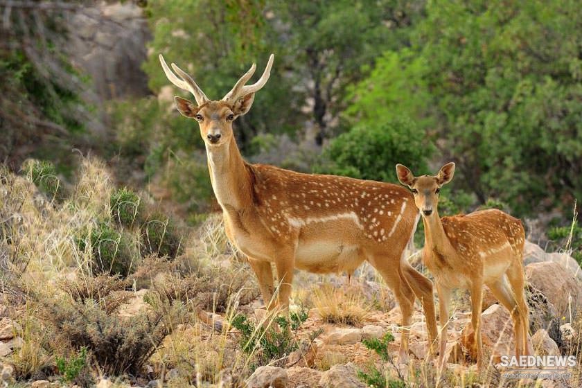Naz Plain: Safe Haven for Rarest Species of Iran Wild Life