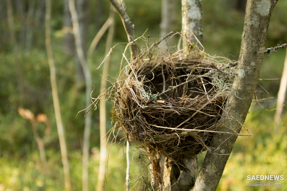 The process of making a nest