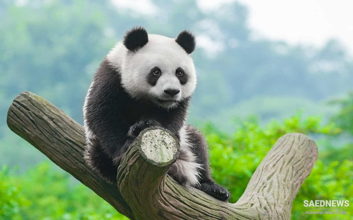 Cute Pandas Playing in Their Sanctuary