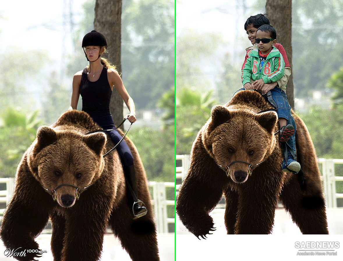 Bear Riding: Undefeated Beast Resists!