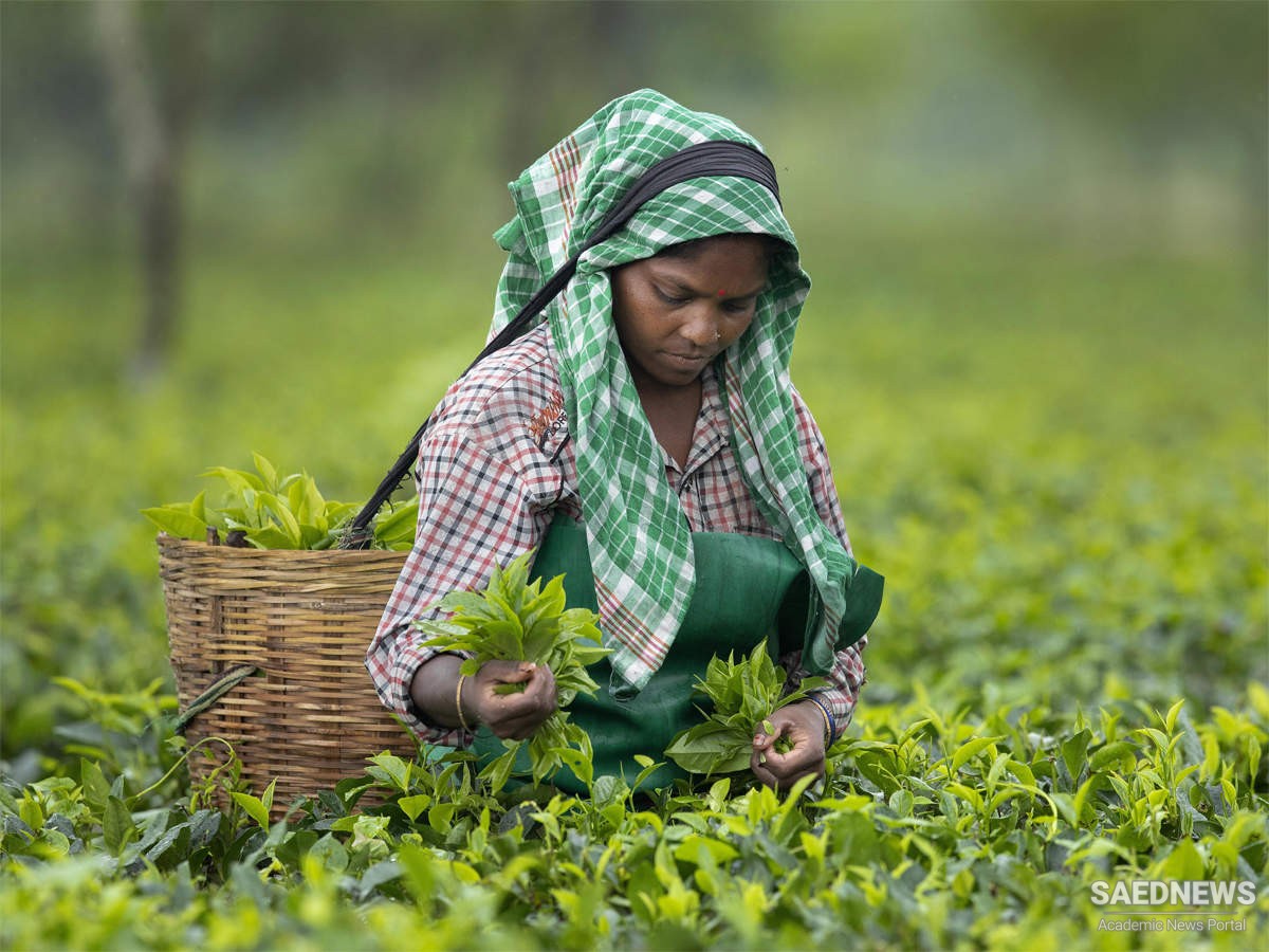 चाय, यात्रा और व्यापार: काला जादू का बाजार भाव