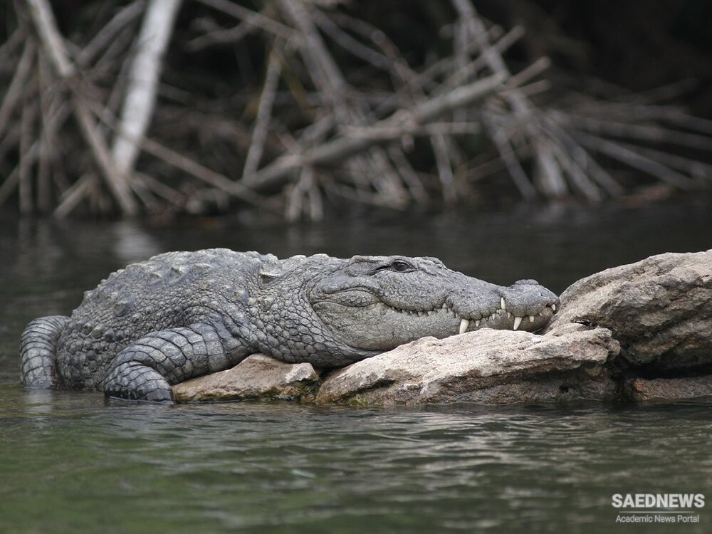 Marsh Crocodile of iran
