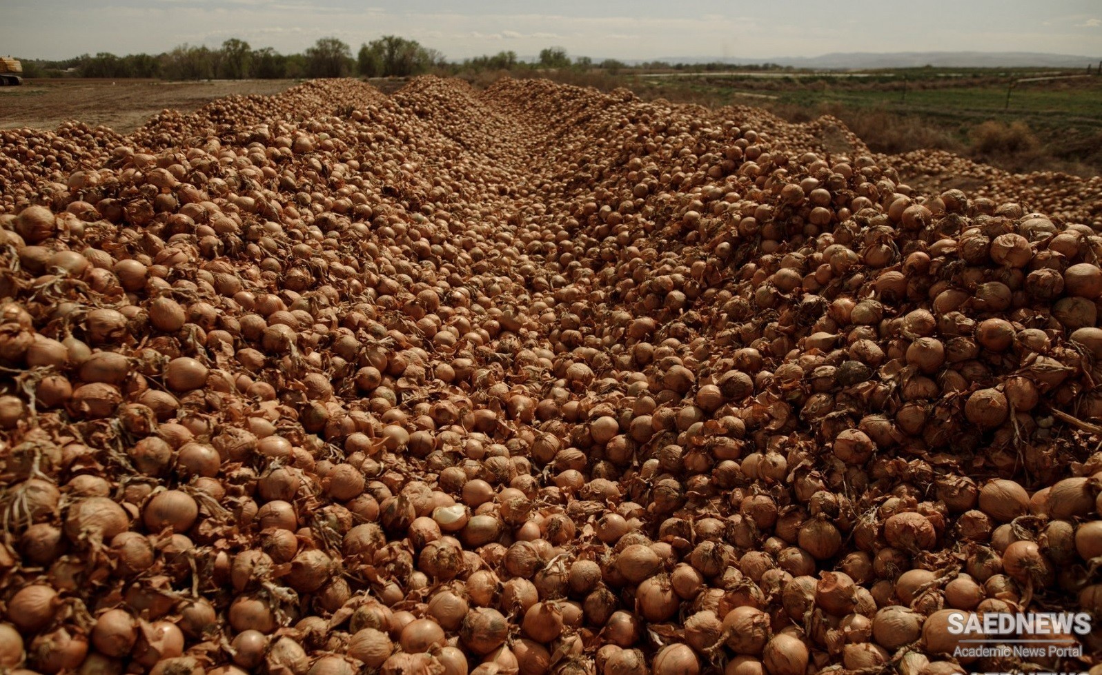 कृषि उत्पादों के अधिशेष और वैश्विक भूख की समस्या