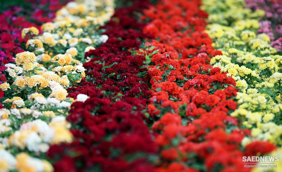 ईरान के फूल उत्पादक यूरोप को निर्यात होते हैं