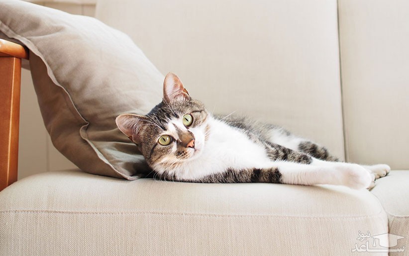 چه کنیم تا گربه روی وسایل خانه (فرش ، میز و...) ادرار نکند؟