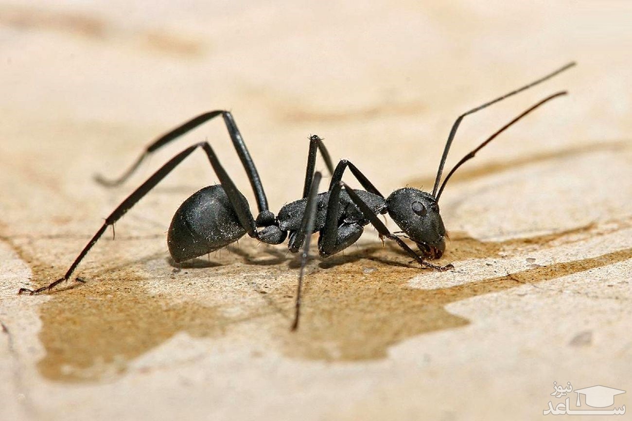 (عکس)  مورچه‌ای در حال شکار زنبور