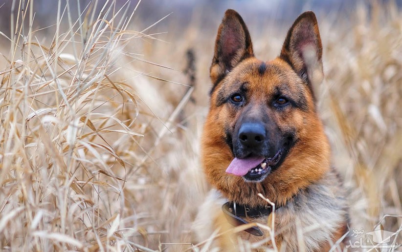 علت و علائم بیماری فون ویلبراند در سگ ها