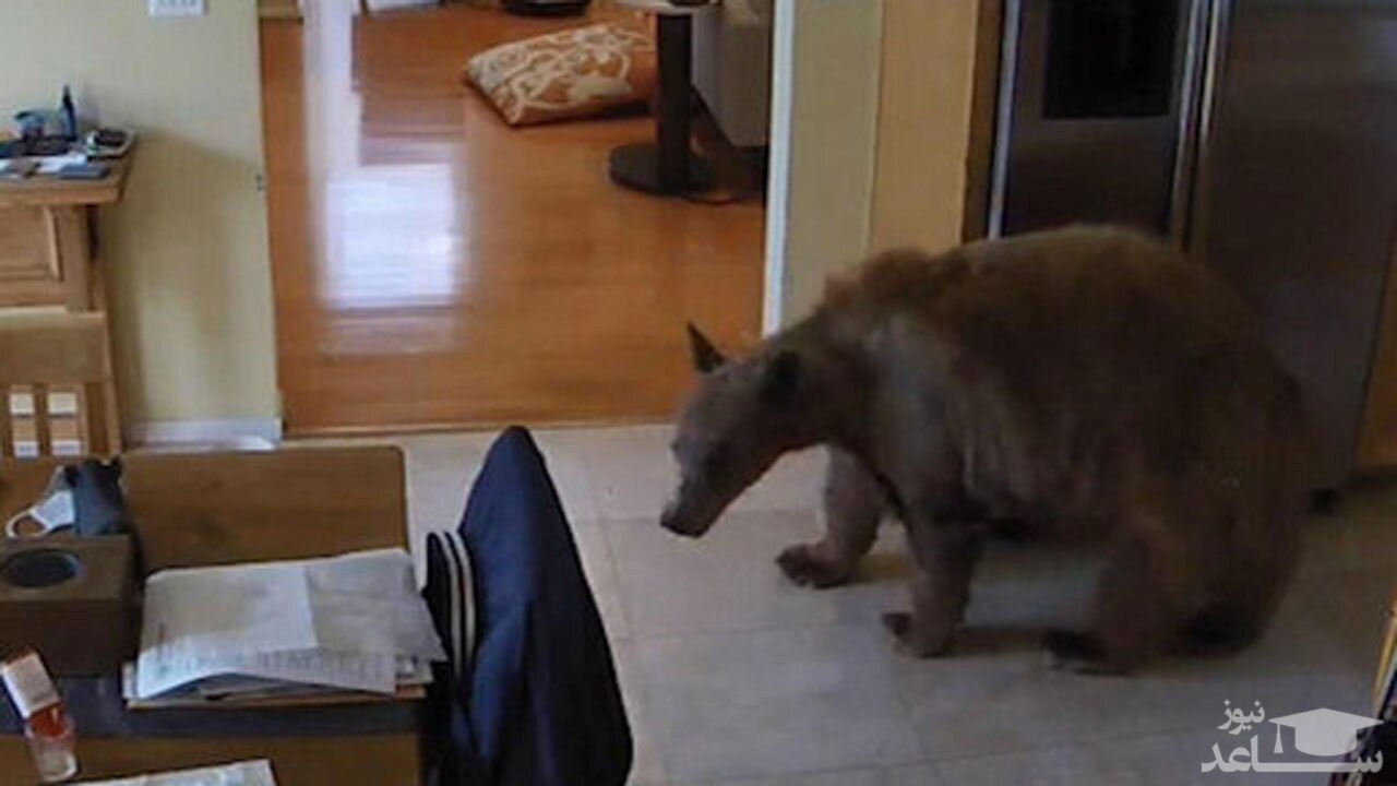 (فیلم) فرار بزدلانه یک خرس بزرگ از ۲ توله سگ شجاع