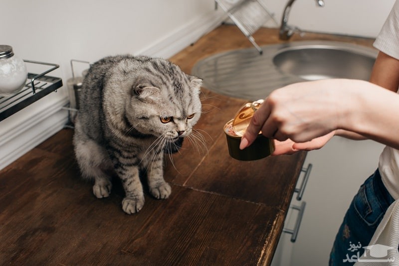 غذا نخوردن گربه