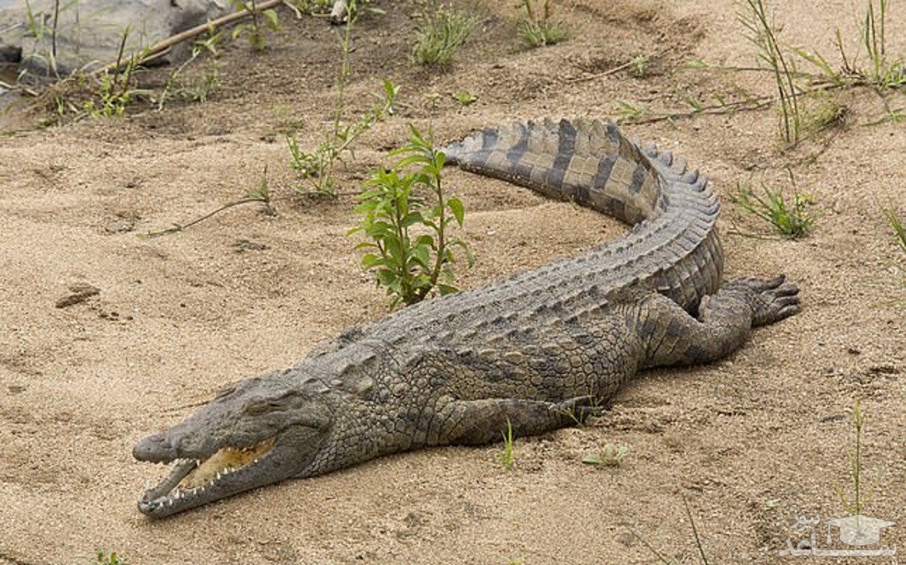 مادر فداکار جان پسرش را در حمله مرگبار کروکدیل نجات داد