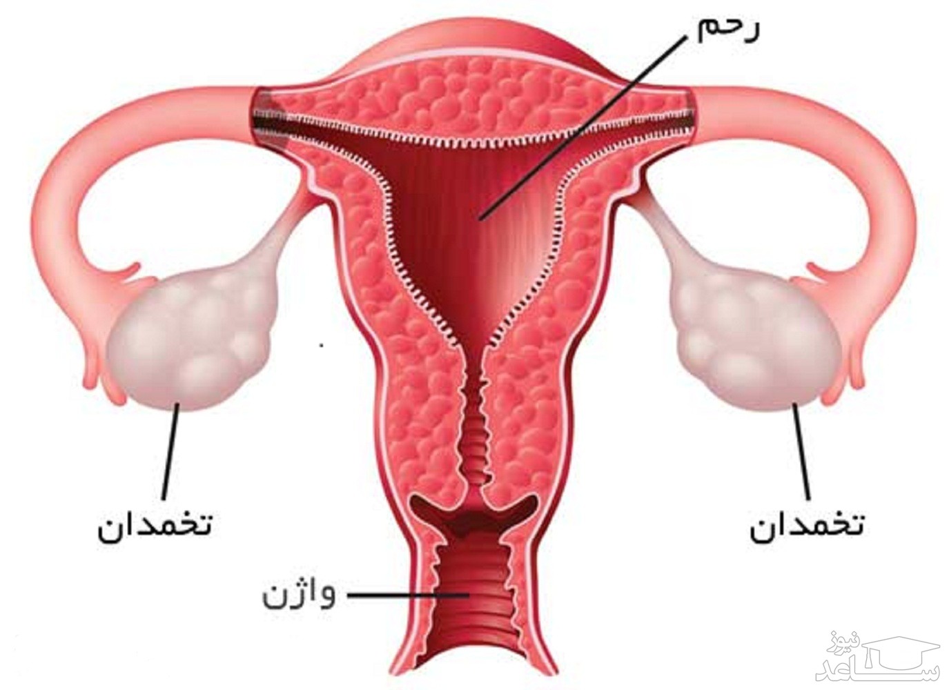 زمان تخمک گذاری و علائم آن