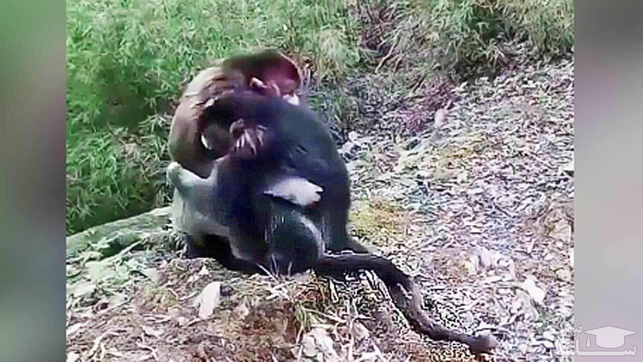 (فیلم) گریه بچه میمون در آغوش مادر