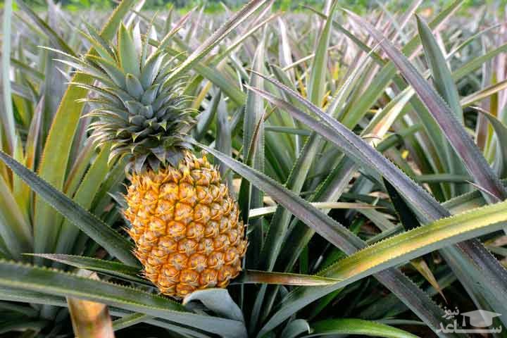 خواص آناناس برای سلامتی بدن