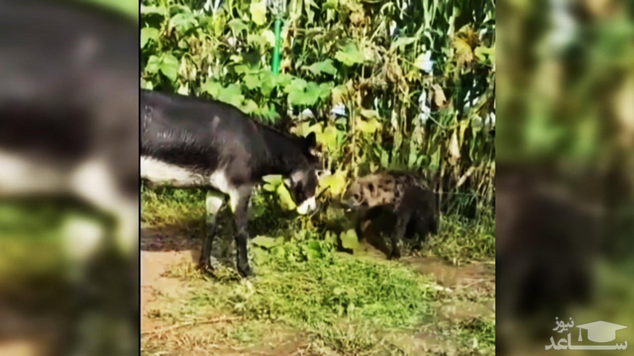 (فیلم) گوشمالی دادن به کفتار توسط الاغ!