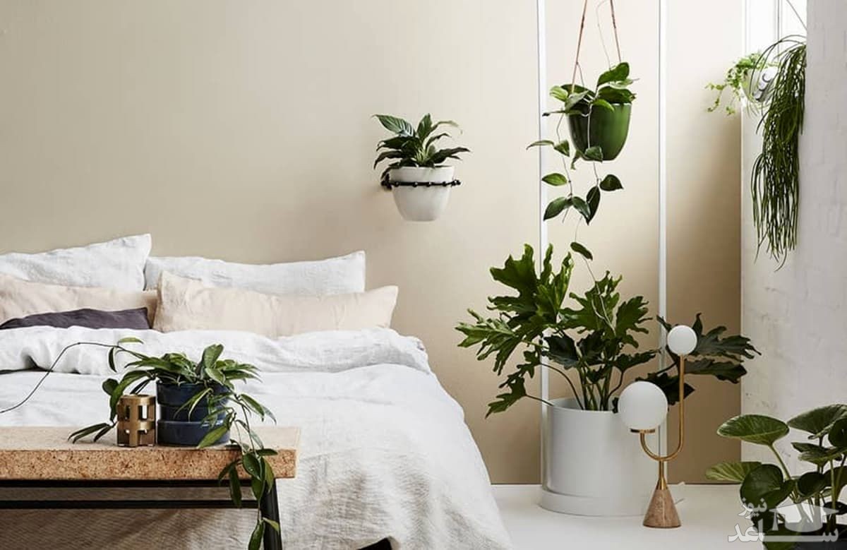 با داشتن این 18 گیاه در اتاق خواب، بهترین خواب و آرامش را داشته باشید