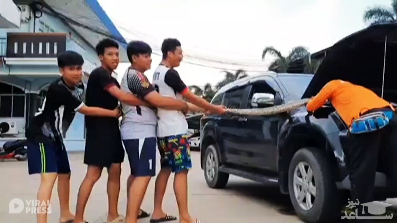 (فیلم) تلاش دسته جمعی مردم برای خارج کردن مار پیتون از موتور خودرو