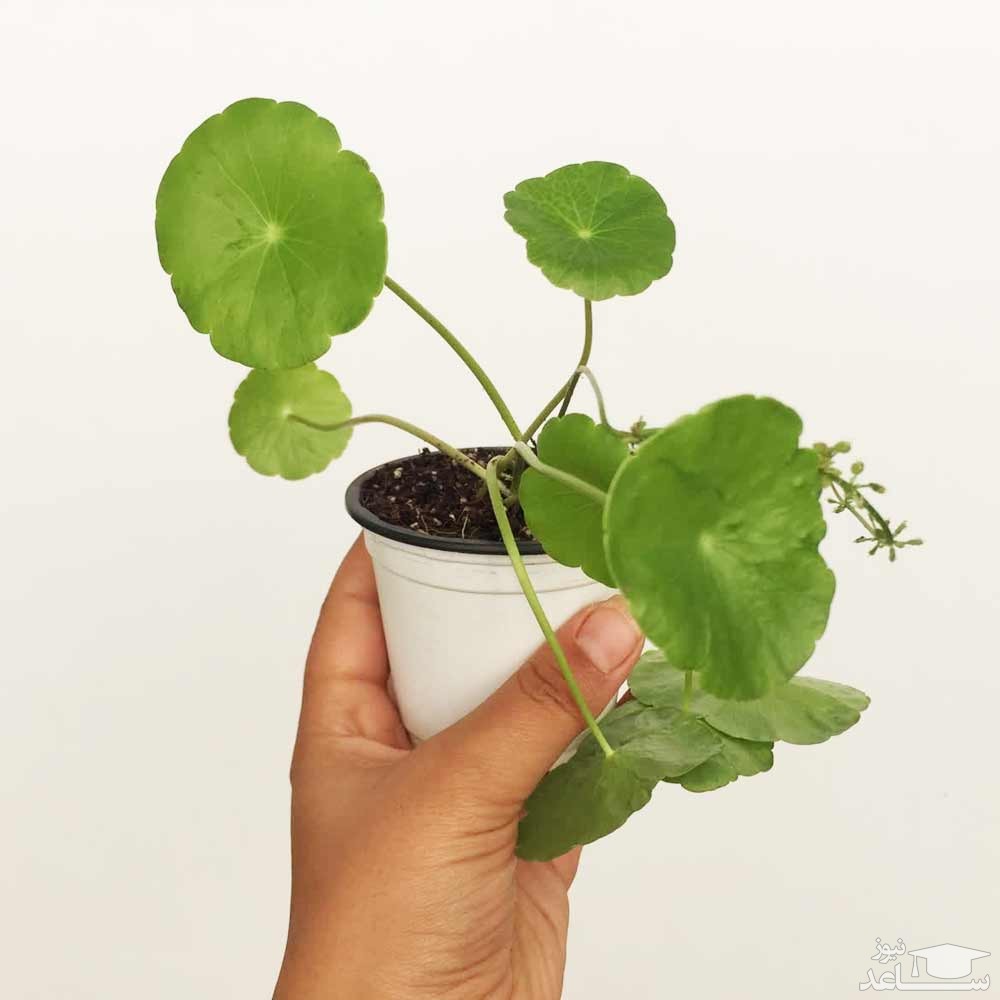 نحوه پرورش و نگهداری هیدروکوتیل