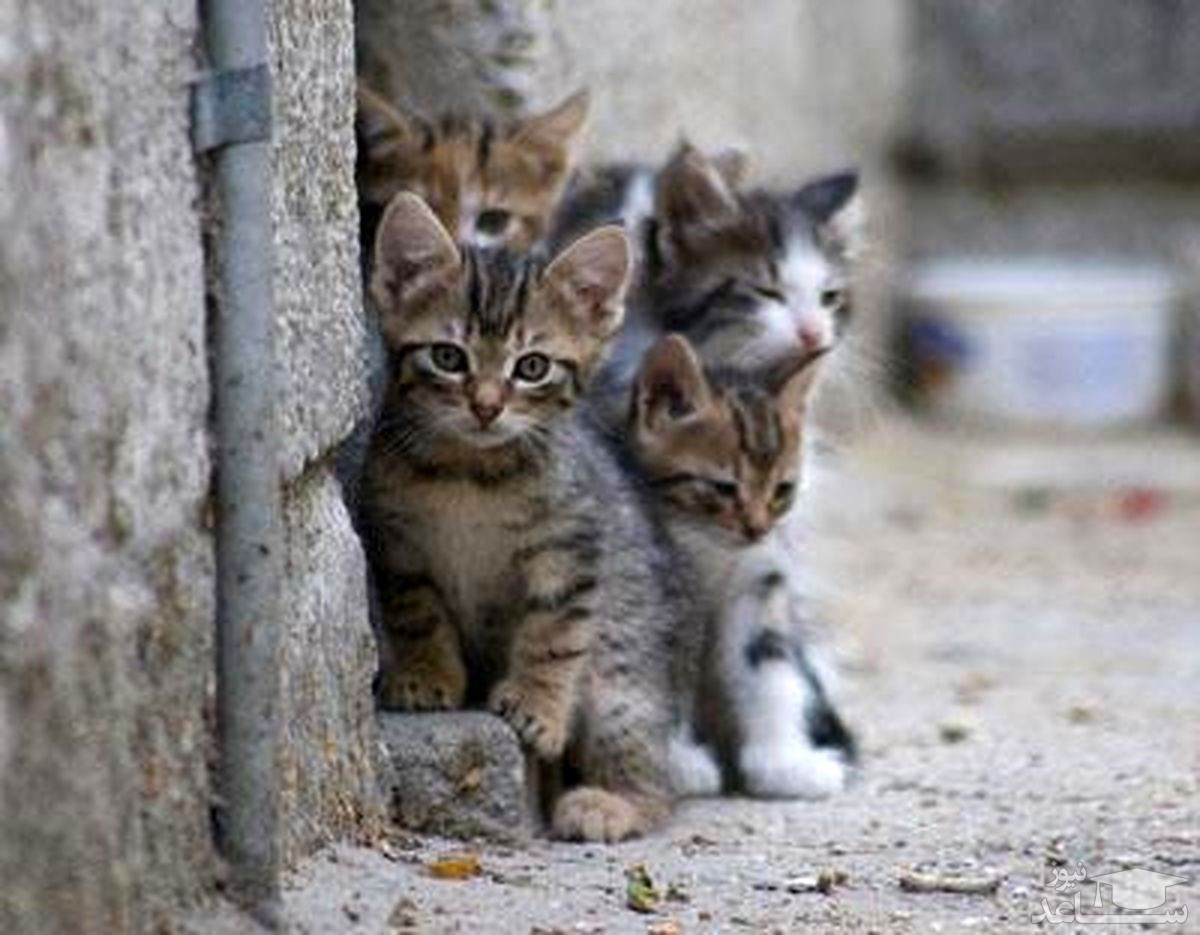 (عکس) دوئل گربه ها بر سر شکار