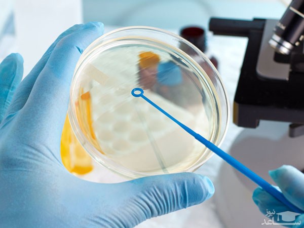 خرید محیط کشت