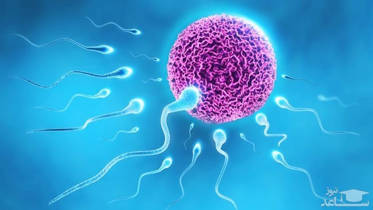 اسپرم برای بارداری چه ویژگی هایی باید داشته باشد؟